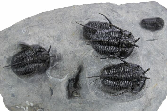 Impressive Cyphaspis Trilobite Cluster - Top Quality Preparation #359156